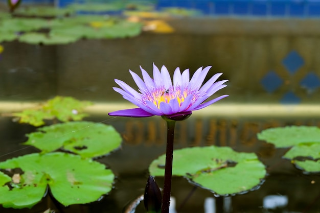 Bella fioritura di loto viola