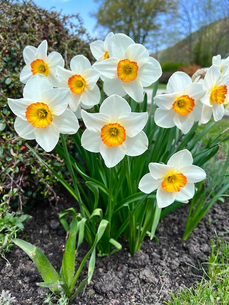 Bella fioritura fiori bianchi narcisi natura Messa a fuoco selettiva