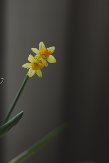 Bella fioritura fresca gialla daffodil isolata Primavera Pasqua carta da parati