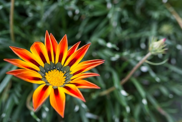 Bella fioritura giallo-arancio dei fiori di gazania