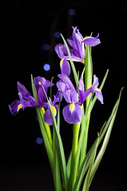 Bella fioritura iris su sfondo nero