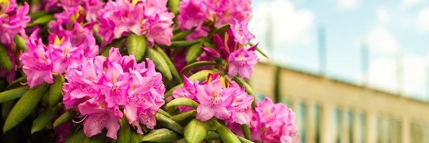 Bella fioritura rosa Azalea - arbusti fioriti nel genere Rhododendron. Rosa, priorità bassa del fiore di estate. giardinaggio.