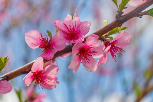 Bella fioritura rosa ciliegio sakura in primavera con cielo azzurro e bagliore di luce naturale