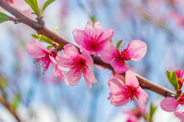 Bella fioritura rosa ciliegio sakura in primavera con cielo azzurro e bagliore di luce naturale