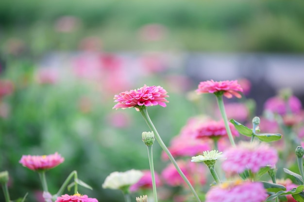 Bella fioritura rosa Zinnia violacea campo per texture di sfondo.