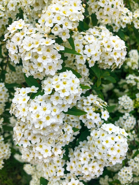 bella fioritura Vanhoutte Spirea