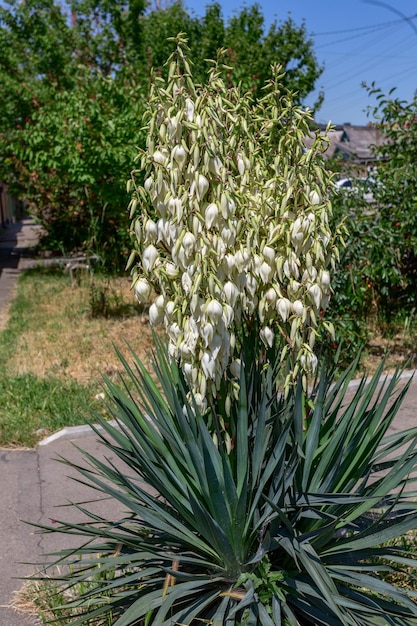 Bella fioritura Yucca Gloriosa