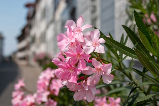 Bella flora rosa in fiore in città, sfondo estivo. Fotografia petali magici su sfondo sfocato