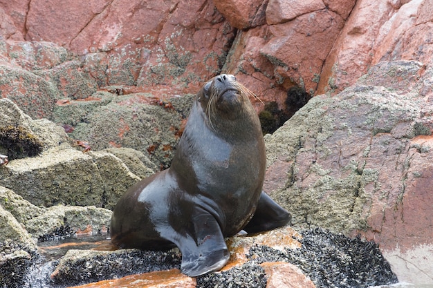Bella foca da pelo in appoggio sulla roccia