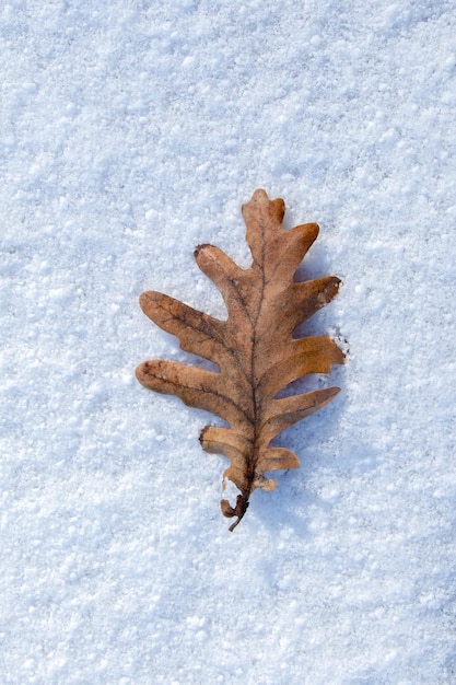 Bella foglia autunnale secca su uno sfondo bianco innevato