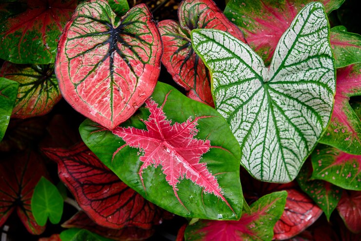 Bella foglia colorata bicolore Caladium in giardino.