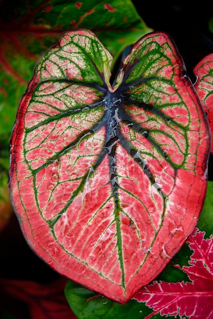 Bella foglia colorata bicolore Caladium in giardino.