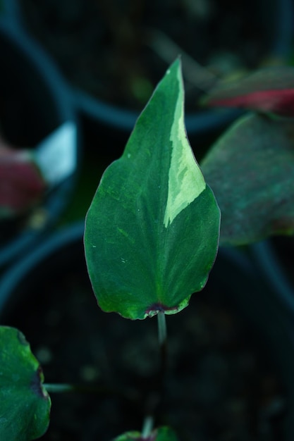 Bella foglia colorata bicolore di Caladium nel giardino