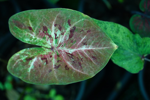 Bella foglia colorata bicolore di Caladium nel giardino