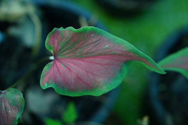 Bella foglia colorata bicolore di Caladium nel giardino