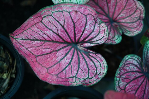 Bella foglia colorata bicolore di Caladium nel giardino