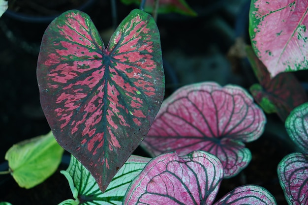 Bella foglia colorata bicolore di Caladium nel giardino