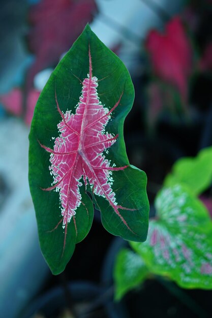 Bella foglia colorata bicolore di Caladium nel giardino