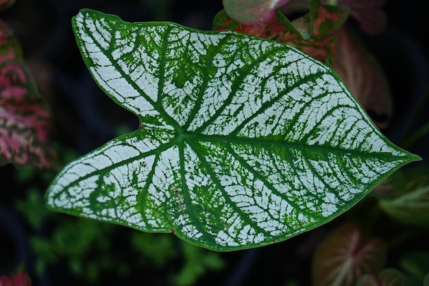 Bella foglia colorata bicolore di Caladium nel giardino