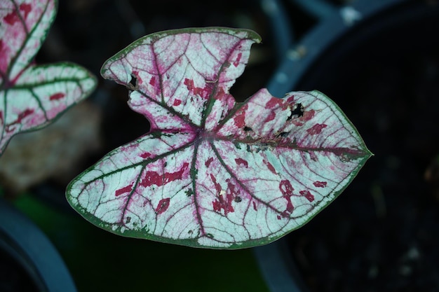 Bella foglia colorata bicolore di Caladium nel giardino