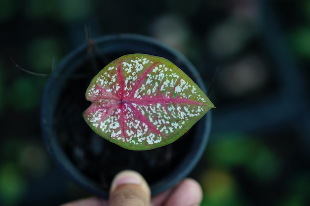 Bella foglia colorata bicolore di Caladium nel giardino