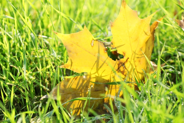 Bella foglia d'acero autunnale sull'erba verde da vicino