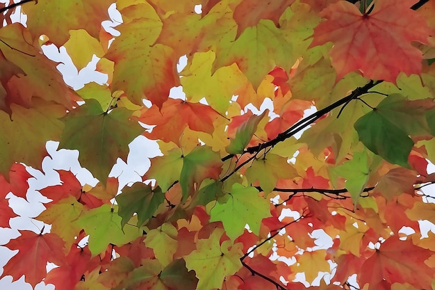 Bella foglia d'acero rossa e verde sull'albero