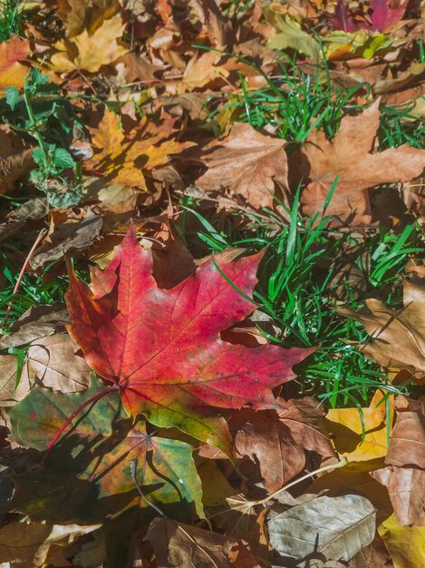 Bella foglia d'acero rossa su erba verde in un parco cittadino in una calda giornata autunnale