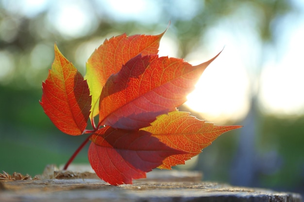 Bella foglia d'autunno sul ceppo