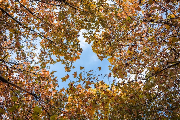 Bella foglia di acero rossa sul ramo