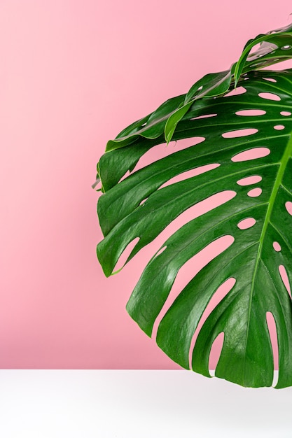 Bella foglia di monstera su uno sfondo rosa. fondale