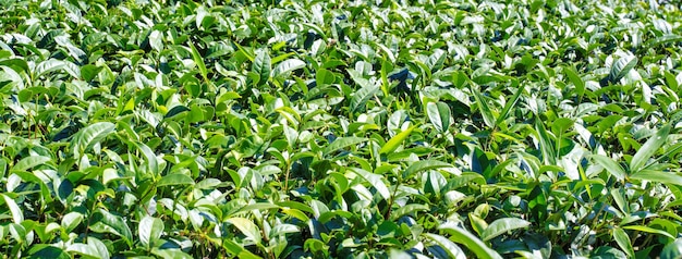 Bella foglia di raccolto di tè verde al mattino con il sole chiarore del sole germoglio fresco sulla pianta dell'albero concetto di design primo piano macro