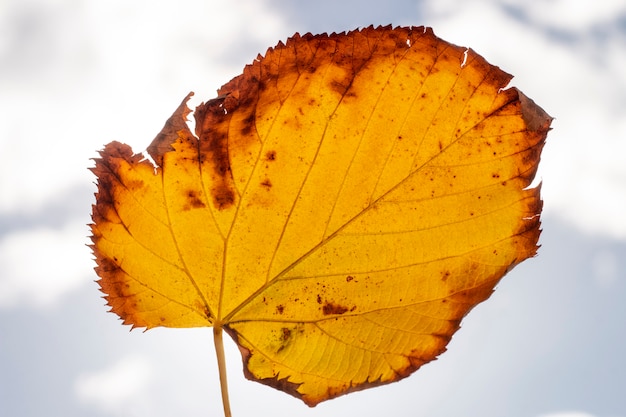 Bella foglia gialla d'autunno