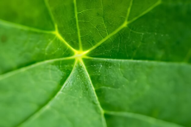 Bella foglia macro Un accattivante primo piano della delicata bellezza della natura