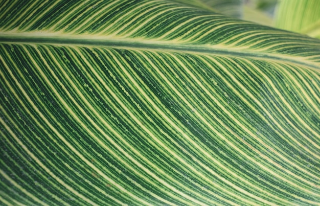 Bella foglia tropicale vicino natura sfondo testurizzato