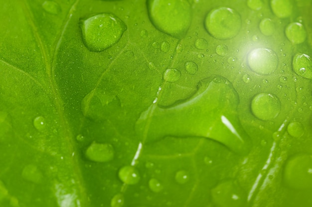 Bella foglia verde con gocce d&#39;acqua