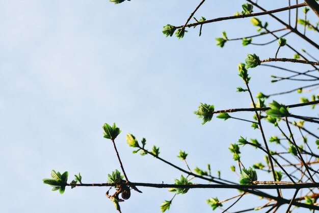 Bella foglia verde della cima d&#39;albero che cresce nella foresta sullo sfondo del cielo.