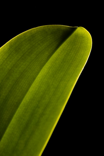 Bella foglia verde macro