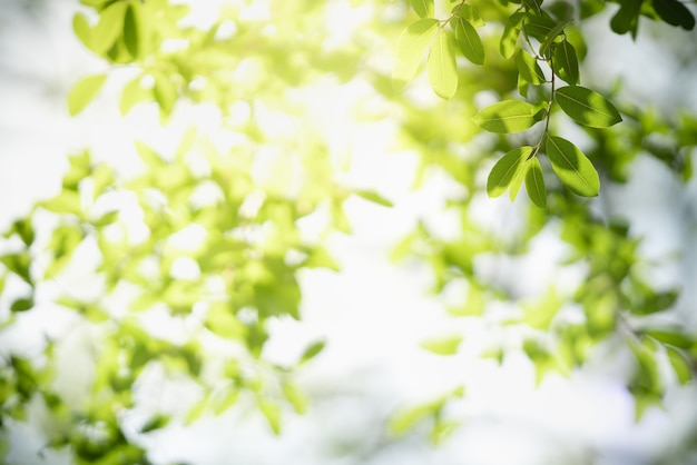 Bella foglia verde vista natura sulla superficie verde vaga sotto la luce solare con bokeh e copia spazio