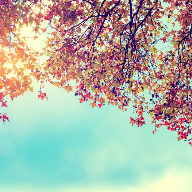 Bella foglie di autunno e sfondo cielo in stagione autunnale, colorato fogliame di acero nel parco autunnale, alberi di autunno Foglie in tono di colore vintage.