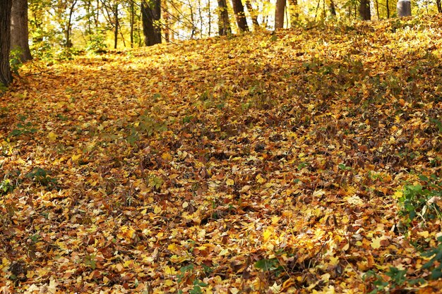 Bella foglie di autunno