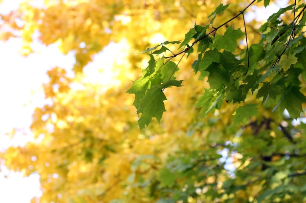 Bella foglie di autunno