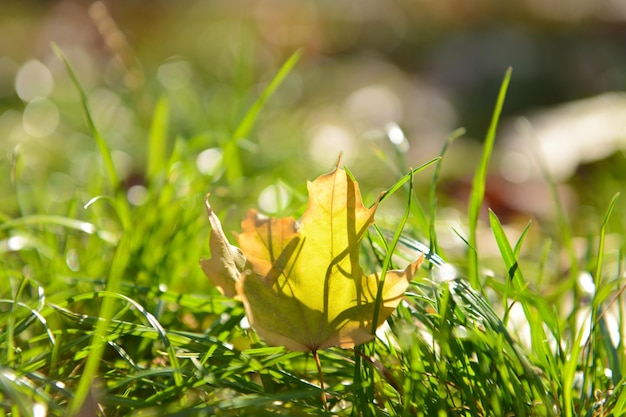 Bella foglie di autunno