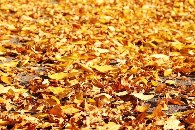 Bella foglie di autunno