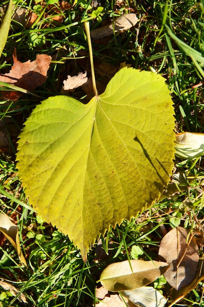 Bella foglie di autunno