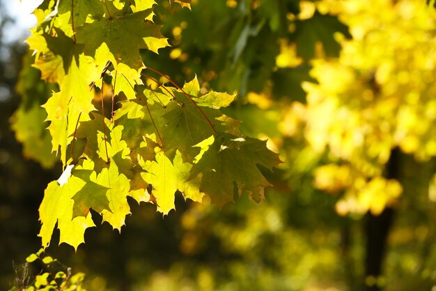 Bella foglie di autunno