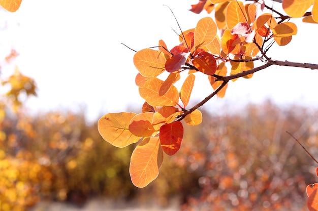 Bella foglie di autunno