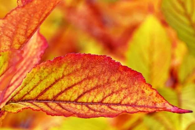 Bella foglie di autunno