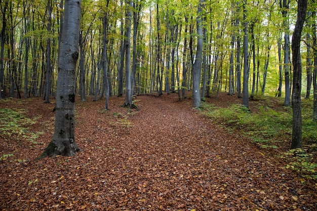 Bella foresta autunnale con foglie colorate