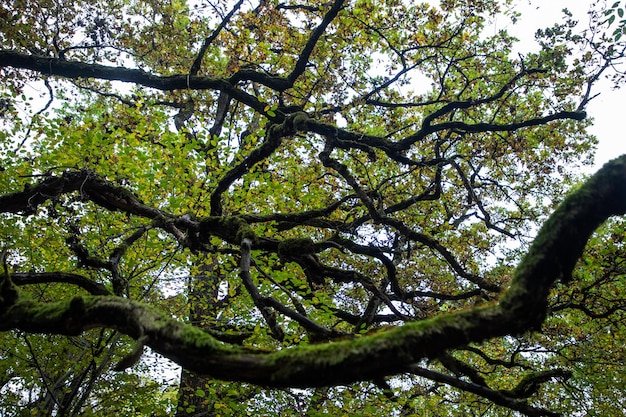 Bella foresta autunnale con foglie colorate